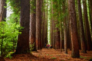 Warburton Adventure Co