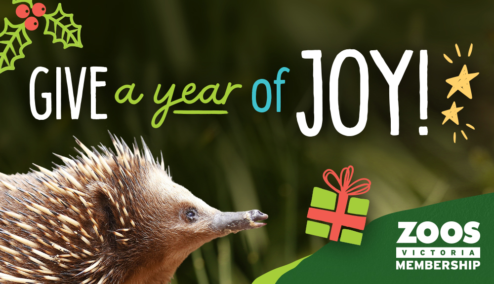 Give a Zoos Victoria gift membership. 